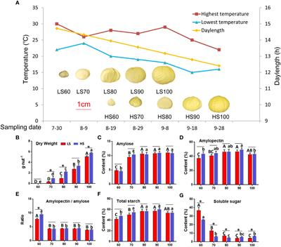 Transcriptome analysis of differential sugar accumulation in the developing embryo of contrasting two Castanea mollissima cultivars